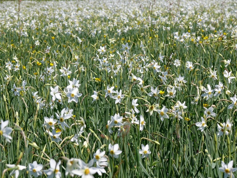 Долина Нарциссов / Daffodils valley