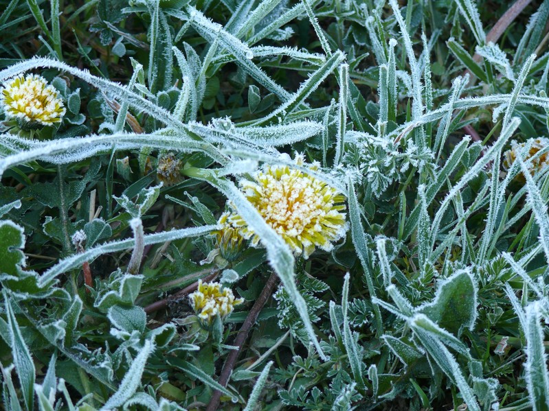 Иней на траве после ночного заморозка / Grass after a night frost