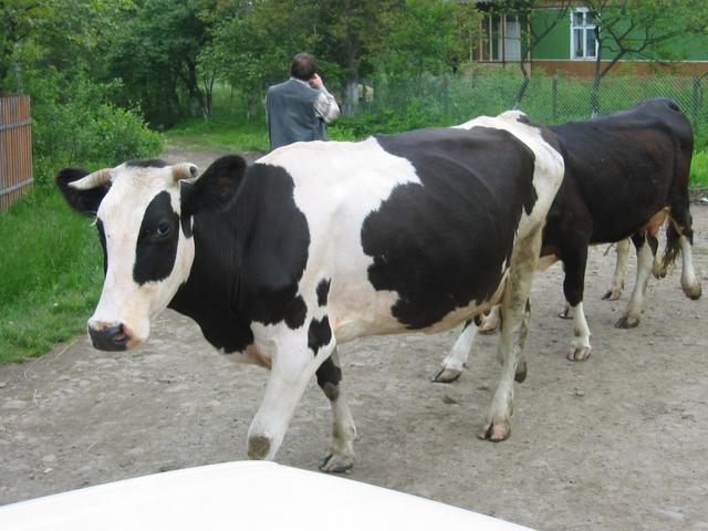 Cows