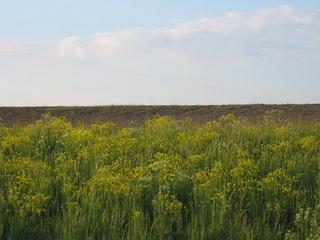 #1: General view of the area