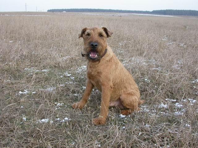 Irish Terrier named Duke