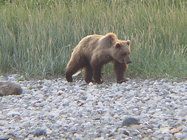 Visitor in camp at 58-56N 136-47W