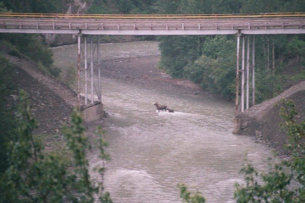 Moose on the drive home