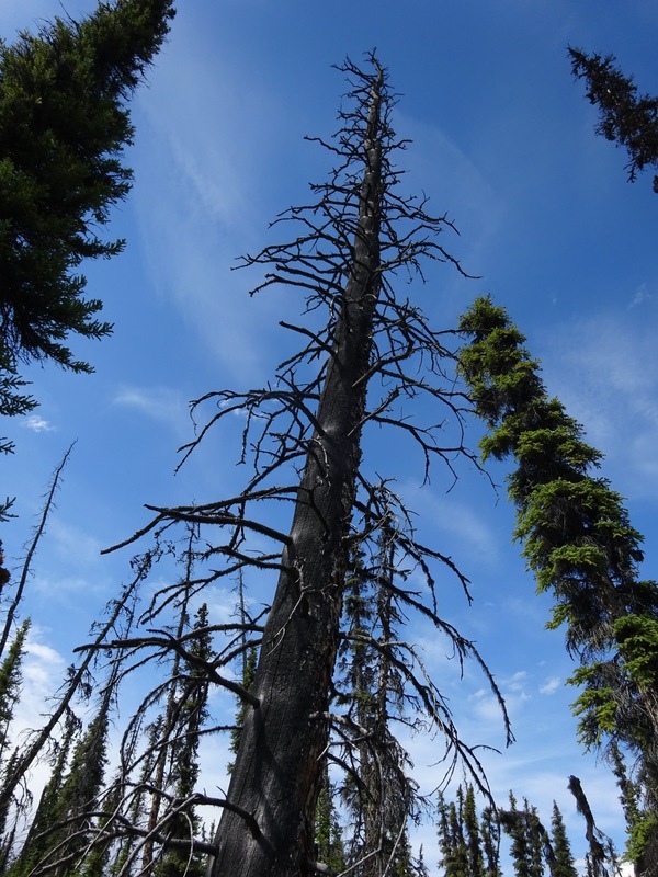 Dead tree near the Confluence