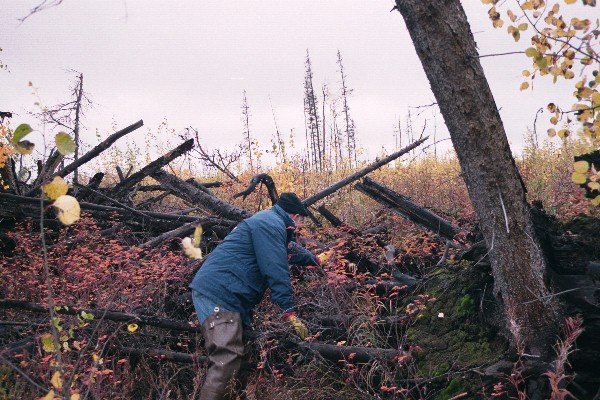 Crossing the stump row