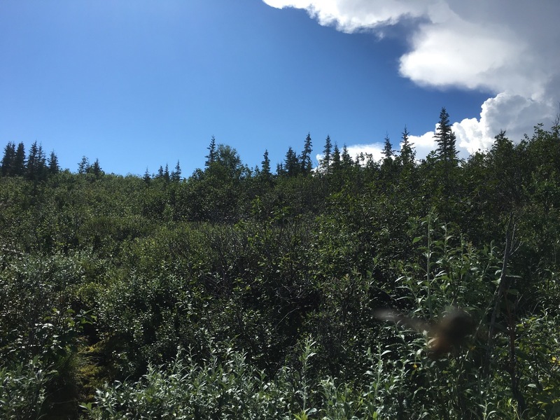 Confluence with fly and cumulus cloud