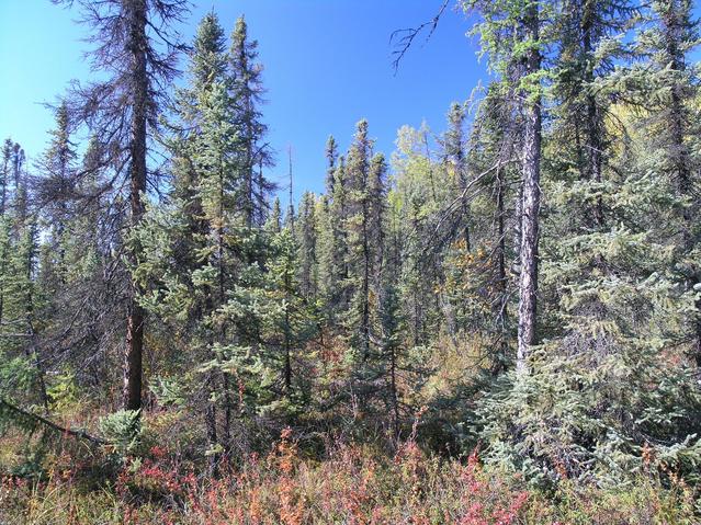 View to the west, spruce and birch.