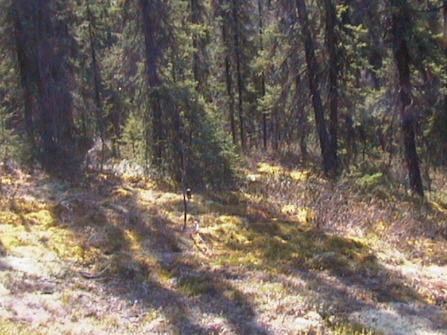 The clearing with the confluence