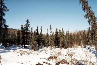 #1: The confluence clearing (looking north)