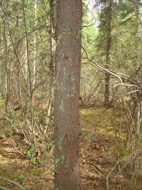 The confluence is right at this tree