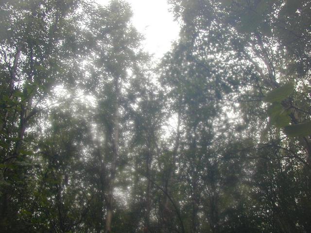 Canopy at confluence