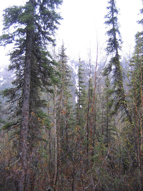 View to the south from confluence site.