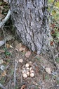 #8: Spruce grouse nest we found along the way.