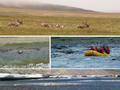 #9: The rest of the trip:  Caribou Pass, mother moose and calves, a hint of Class III rapids, and paddling through the aufeis.