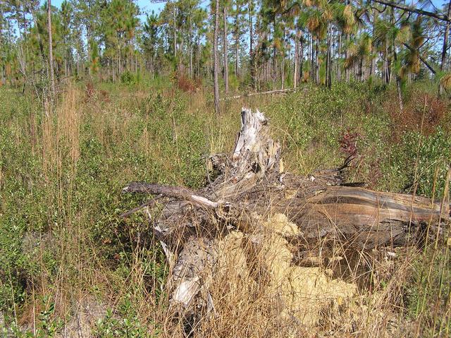 View to the northeast at tree stump about 4 meters from the confluence.