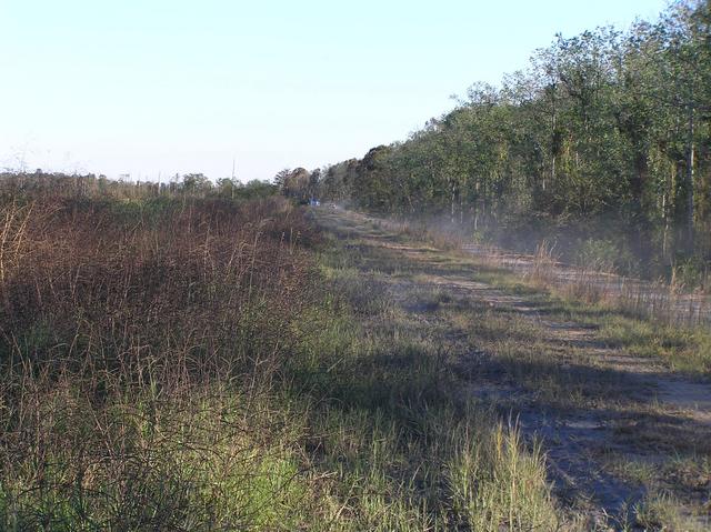 View to the southeast along the ash road at the confluence.