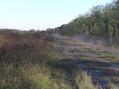 #6: View to the southeast along the road bordering the ash field.