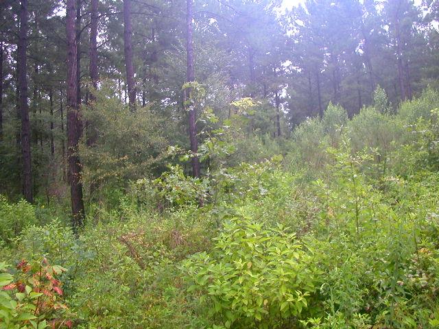 Looking South:  pines and foliage