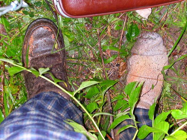 Sesame Street, swamp style:  one of these feet is not like the other