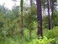 #2: Looking East:  geriatric loblolly pines