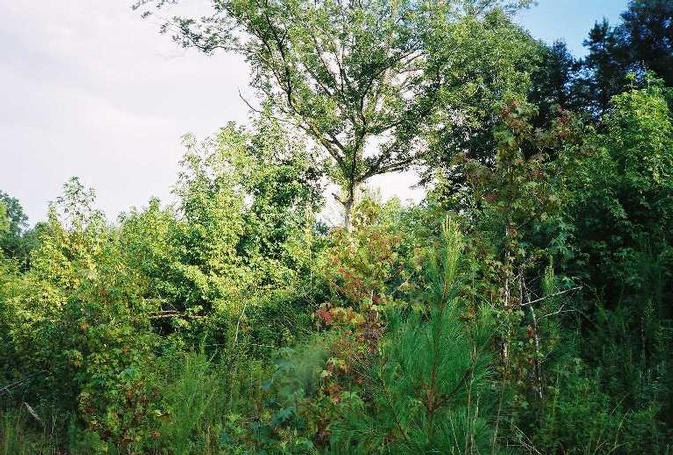 Alabama underbrush looking southerly to confluence