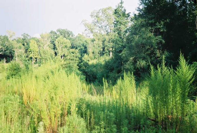 View ESE towards confluence