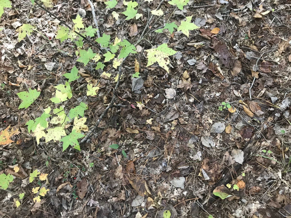 Ground cover at confluence point. 