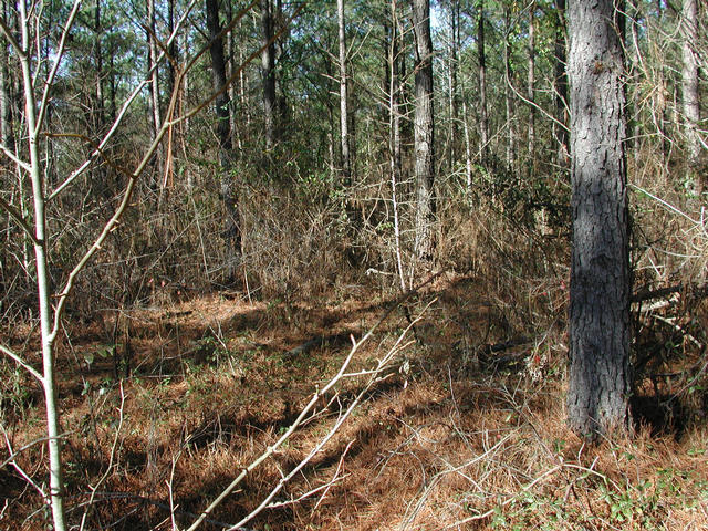 Thick Underbrush Prevented Access