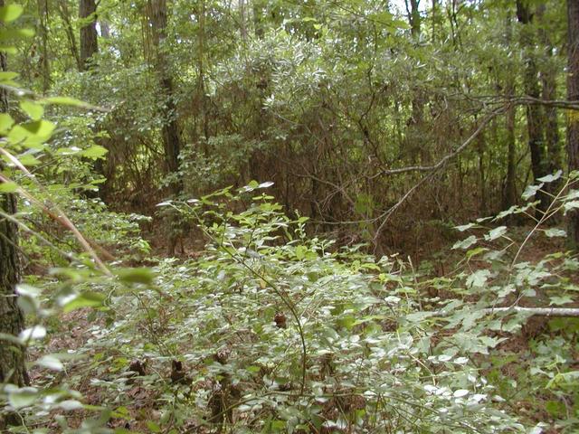 View from confluence looking east.  Note very thick underbrush.