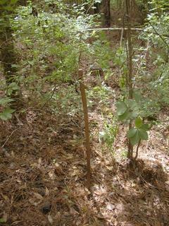 #1: Walking stick marks the location we recorded as the confluence.  Actual confluence point is probably in picture somewhere!