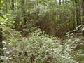 #6: View from confluence looking east.  Note very thick underbrush.