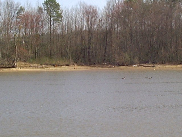 Ducks floating by the confluence