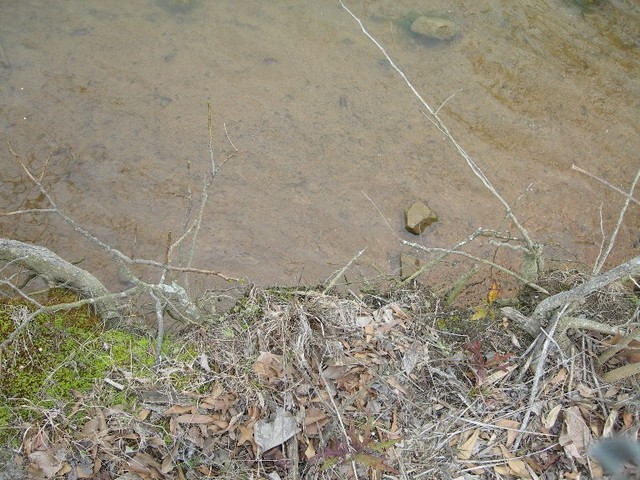 Ground view at the river bank.