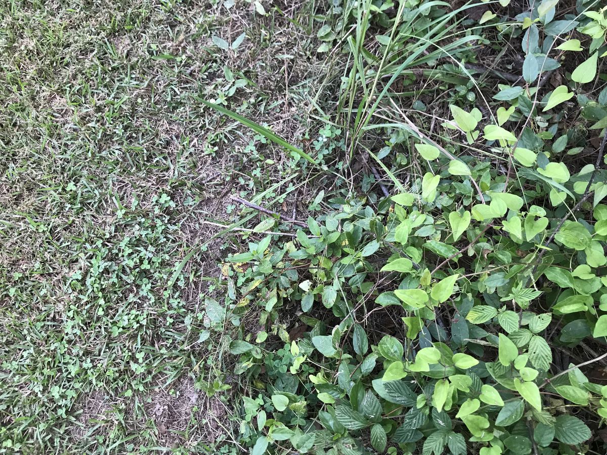 Ground cover near the confluence point. 