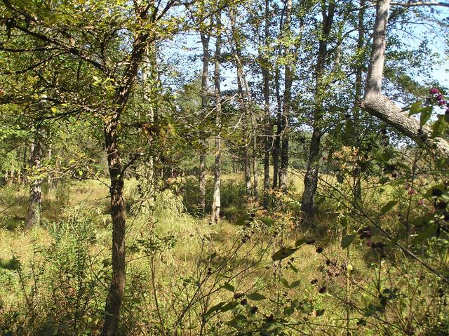 View to the north from the confluence of 34 North 87 West in the Southern Appalachians of Alabama.