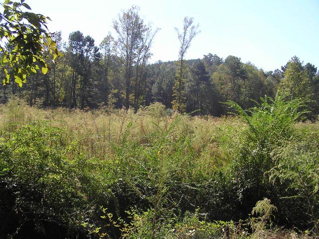 View to the southeast from the confluence.