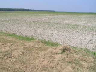 #1: View of the confluence of 35 North 91 West, in the foreground, looking southwest.