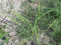 #4: Ground cover at the confluence point.