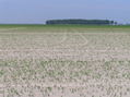 #8: View to the west from the confluence point.