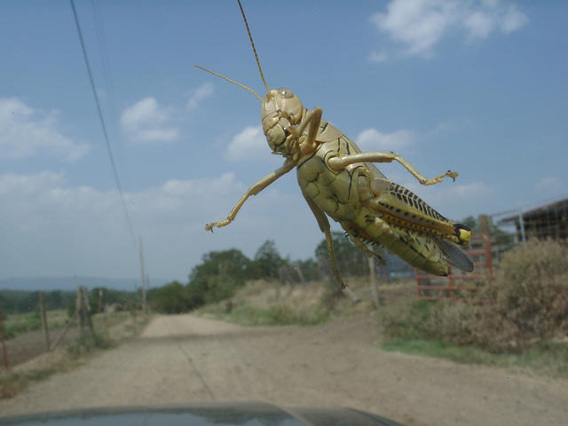 A nearby resident