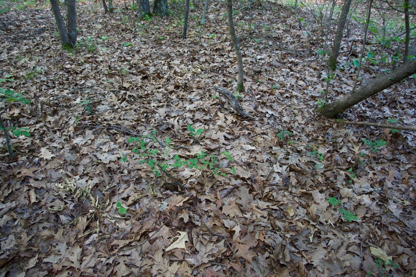 The confluence point lies in woodland next to a doubletrack path, just 300 feet north of Arkansas Highway 9