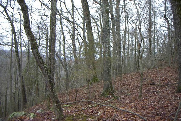 View from confluence to the west.