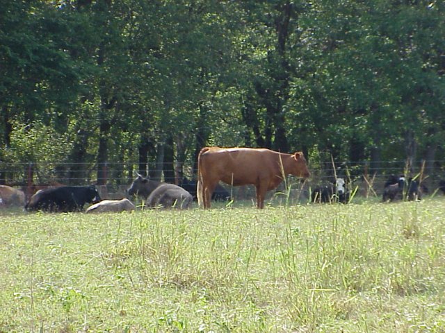 Current residents