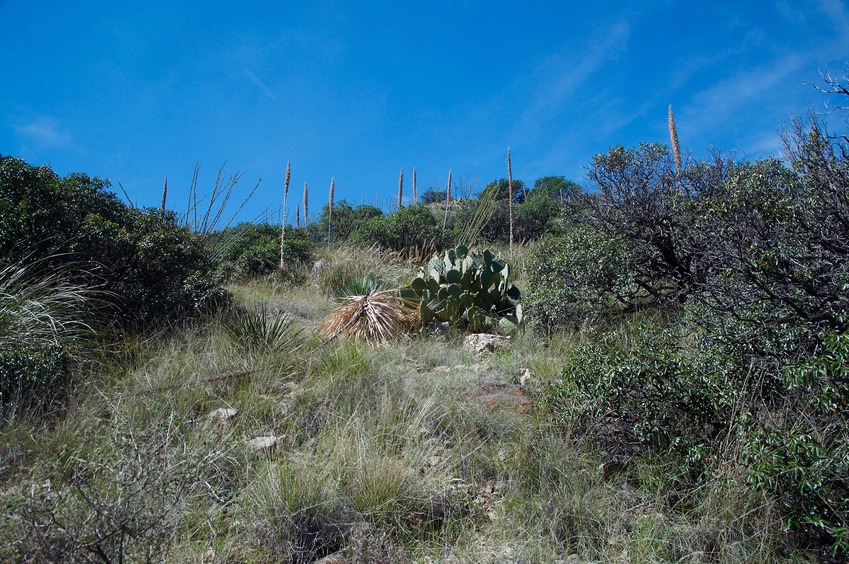 View West (up the hillside)