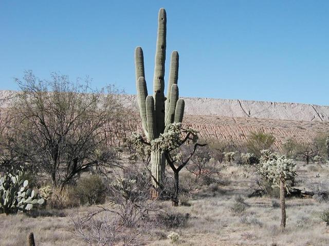 Nearby Saguaro