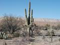 #2: Nearby Saguaro