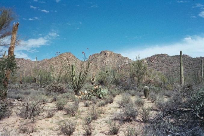 Mountains, desert, and cacti.