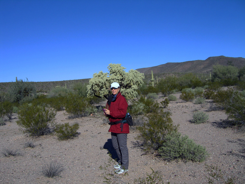 Enroute next to a cholla cactus