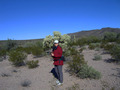 #8: Enroute next to a cholla cactus