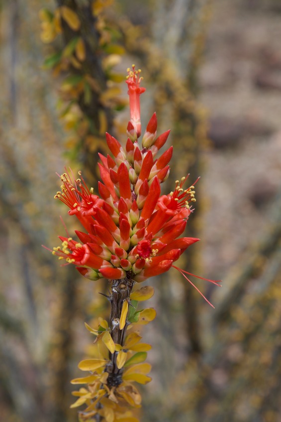 Flowering Ocotillo near the point